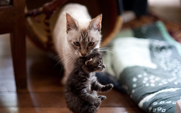 لماذا تحمل القطة صغارها من مؤخرة الرقبة
